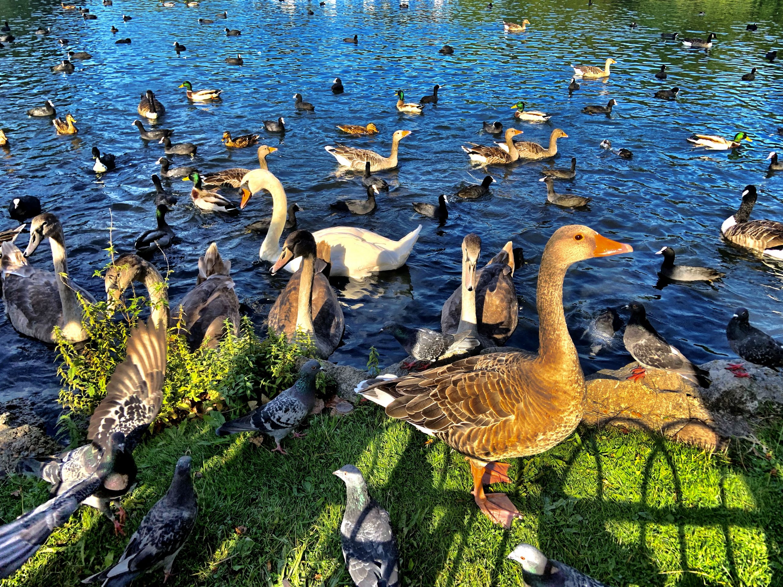 The Duck Pond. Photo: Jess Hurd