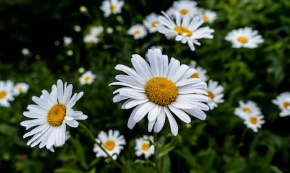 Photograph of some daisies